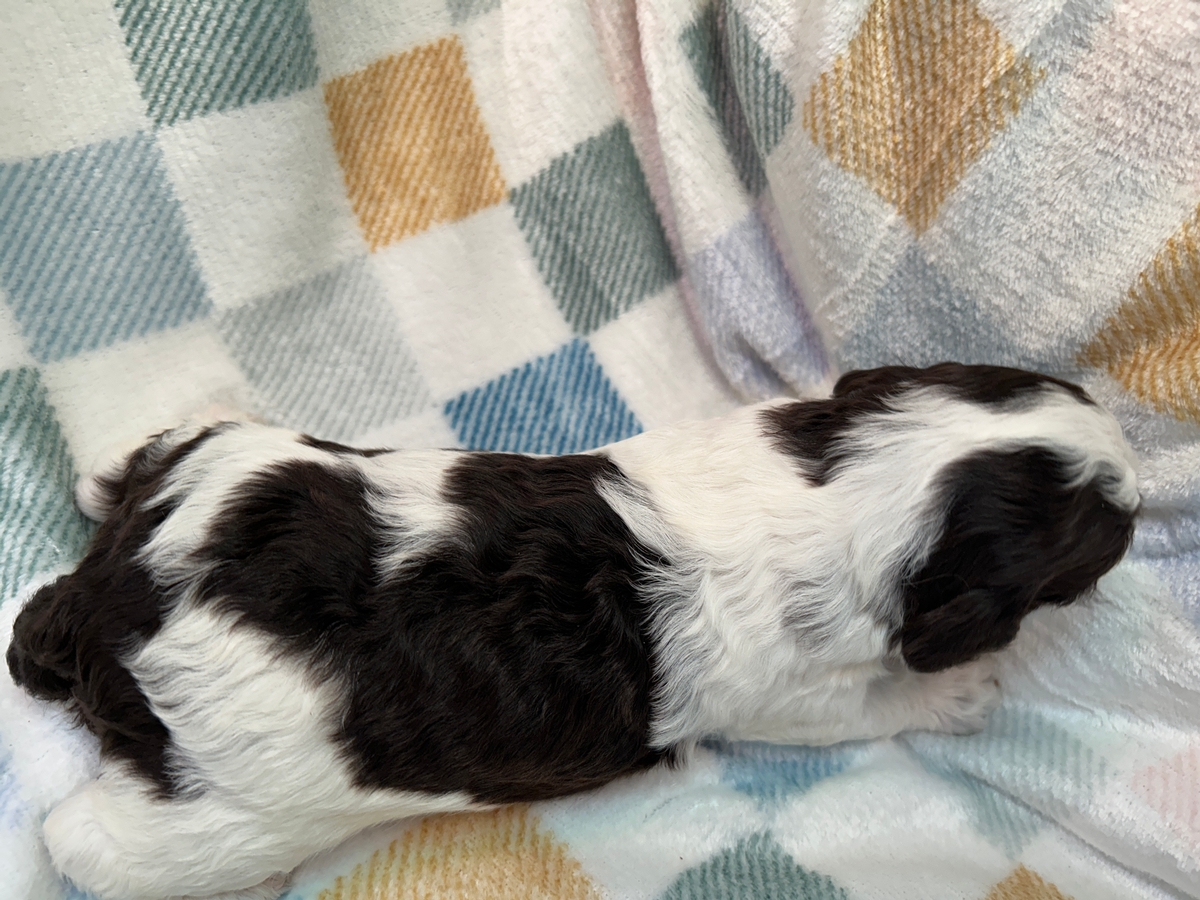 Professional Breeder in Northern Iowa Near I-35